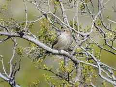 Ochetorhynchus phoenicurus