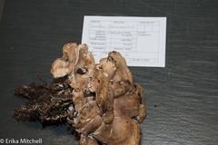 Sarcodon stereosarcinon