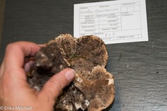 Sarcodon stereosarcinon