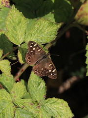 Pararge aegeria