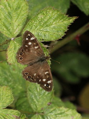Pararge aegeria