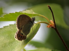 Coenonympha hero