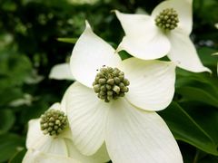 Cornus kousa