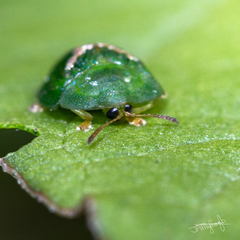 Cassida dorsovittata