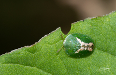 Cassida dorsovittata