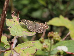 Pararge aegeria