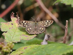 Pararge aegeria