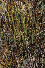 Protea scorzonerifolia