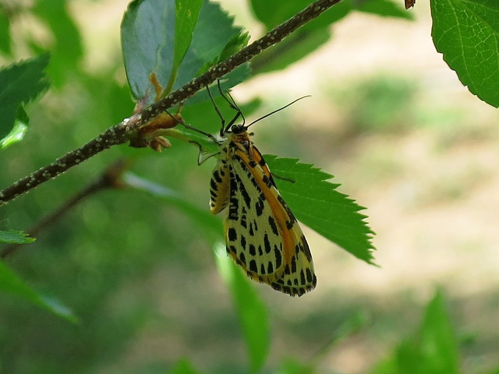 Stamnodes danilovi