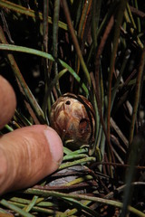 Protea scorzonerifolia