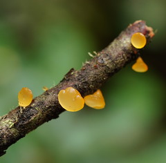Heterotextus miltinus