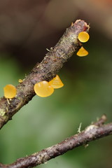 Heterotextus miltinus