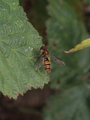 Episyrphus balteatus