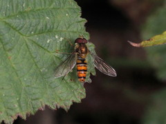Episyrphus balteatus