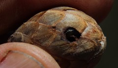 Protea scorzonerifolia