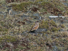 Muscisaxicola capistratus