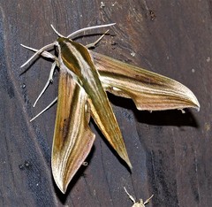 Xylophanes schreiteri