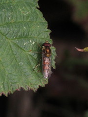 Episyrphus balteatus
