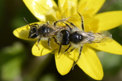 Andrena ventralis