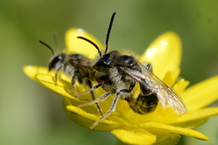 Andrena ventralis