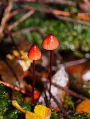 Mycena toyerlaricola