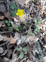 Ranunculus hispidus hispidus