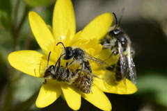 Andrena ventralis