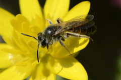 Andrena ventralis