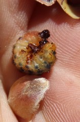 Protea scorzonerifolia