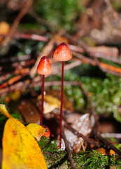 Mycena toyerlaricola