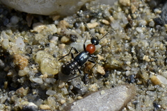 Paederidus ruficollis