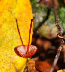 Mycena toyerlaricola