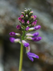 Astragalus norvegicus