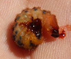 Protea scorzonerifolia