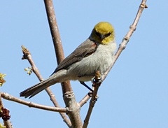 Auriparus flaviceps