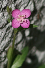 Oenothera rosea