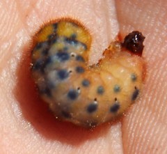 Protea scorzonerifolia