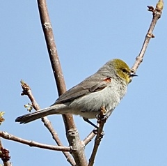 Auriparus flaviceps