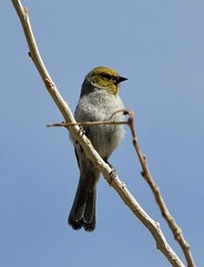 Auriparus flaviceps