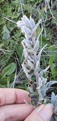 Cynoglossum cheirifolium
