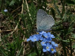 Glaucopsyche lycormas