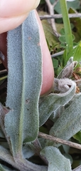 Cynoglossum cheirifolium