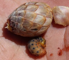 Protea scorzonerifolia