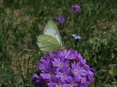 Colias tyche