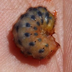 Protea scorzonerifolia