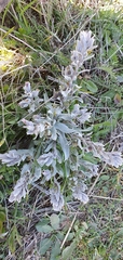 Cynoglossum cheirifolium
