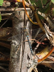 Aeshna mixta