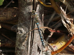 Aeshna mixta