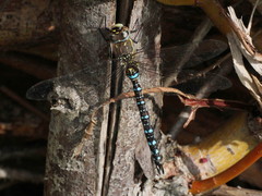 Aeshna mixta