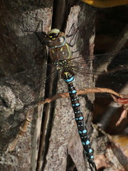 Aeshna mixta
